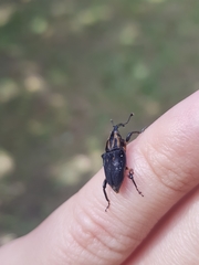 Metamasius sericeus
