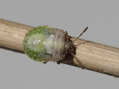 Stagonomus bipunctatus