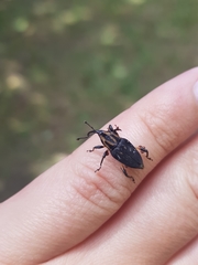Metamasius sericeus