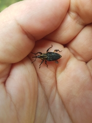 Metamasius sericeus