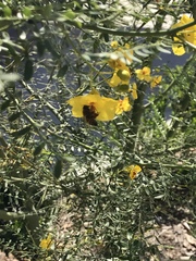 Apis mellifera