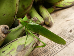 Nicklephyllum acanthonotum