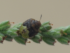 Stagonomus bipunctatus