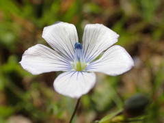Linum usitatissimum