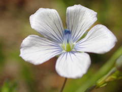 Linum usitatissimum