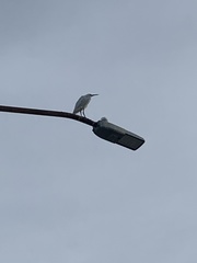 Pelecaniformes