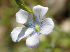 Linum usitatissimum
