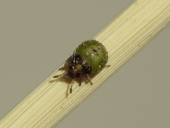 Stagonomus bipunctatus