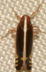 Stenocranus vittatus