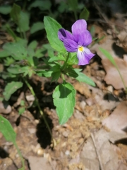 Viola montcaunica