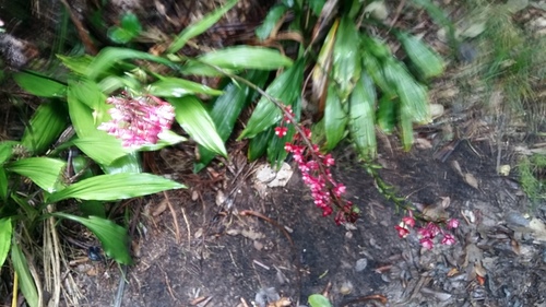 Calanthe sylvatica image