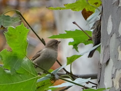 Passer domesticus