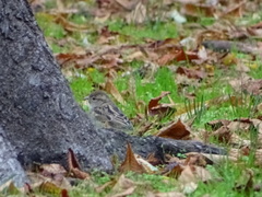 Passer domesticus