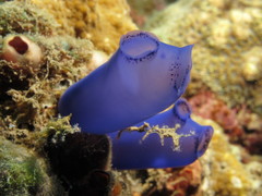 Rhopalaea