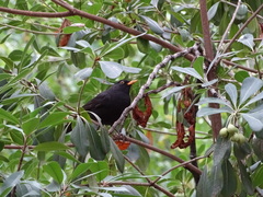 Turdus merula
