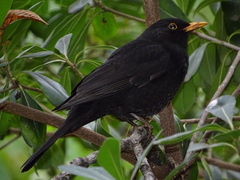 Turdus merula