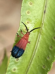 Thonalmus chevrolati