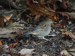Passer domesticus