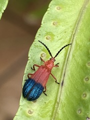 Thonalmus chevrolati