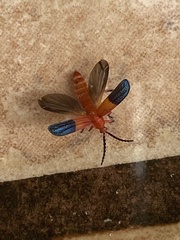 Thonalmus chevrolati