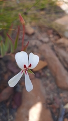 Pelargonium lanceolatum