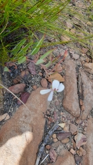 Pelargonium lanceolatum