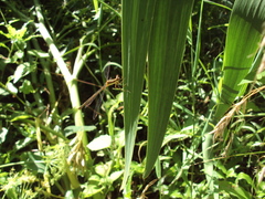 Lestes undulatus