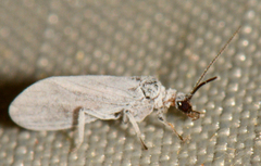 Semidalis