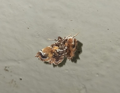 Musotiminae