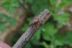Rhynocoris