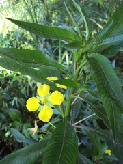 Ludwigia elegans