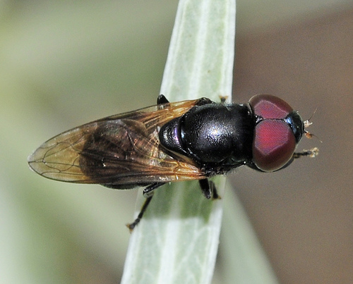 Chrysogaster basalis · iNaturalist