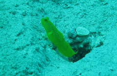 Cryptocentrus cinctus