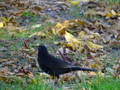Turdus merula