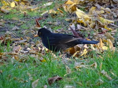 Turdus merula