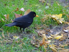 Turdus merula