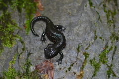 Salamandra atra