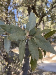 Quercus peninsularis