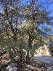 Quercus peninsularis