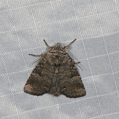 Mouse-gray Sallow