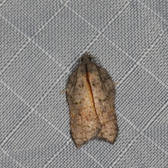 Acleris effractana