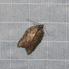 Acleris effractana