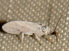 Semidalis