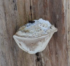 Fomes fomentarius
