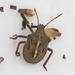 Goldstripe Stink Bug - Photo (c) Cecile Roux, some rights reserved (CC BY-NC), uploaded by Cecile Roux