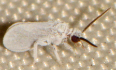 Semidalis