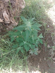 Chenopodium album