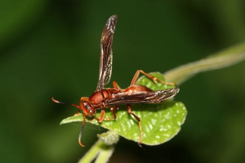 Neotropical Red Paper Wasp