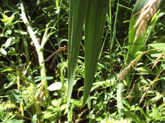 Lestes undulatus