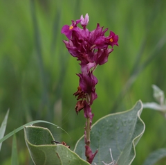 Prestonia erecta